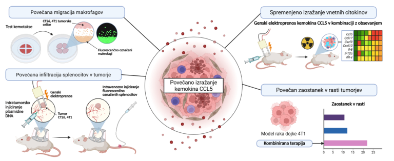 Kemokin CCL5 v kombinaciji z radioterapijo uravnava imunski odziv in vodi v zaostanek v rasti tumorjev v mišjih tumorskih modelih