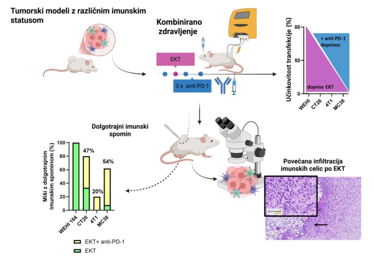 Elektrokemoterapija v kombinaciji z zaviralci PD-1 okrepi protitumorski imunski odziv v mišjih modelih raka